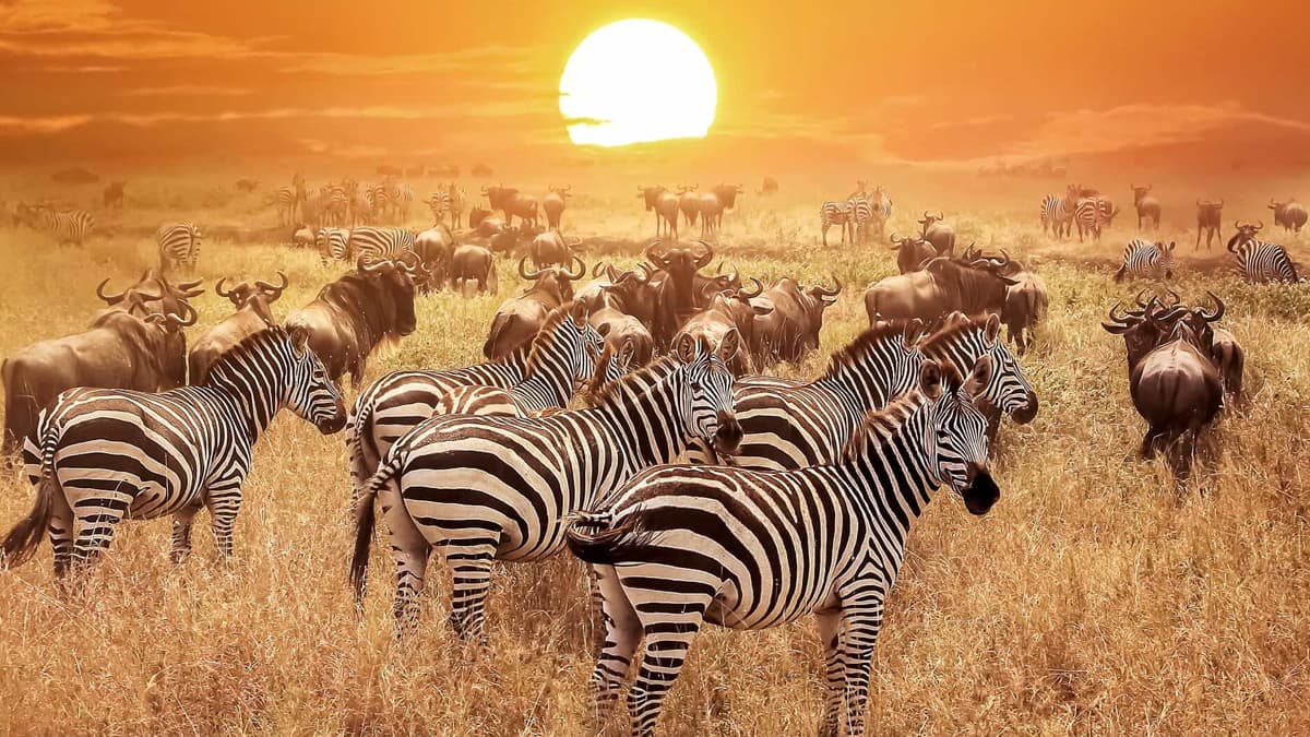 KENYA - TANZANYA - ZANZİBAR