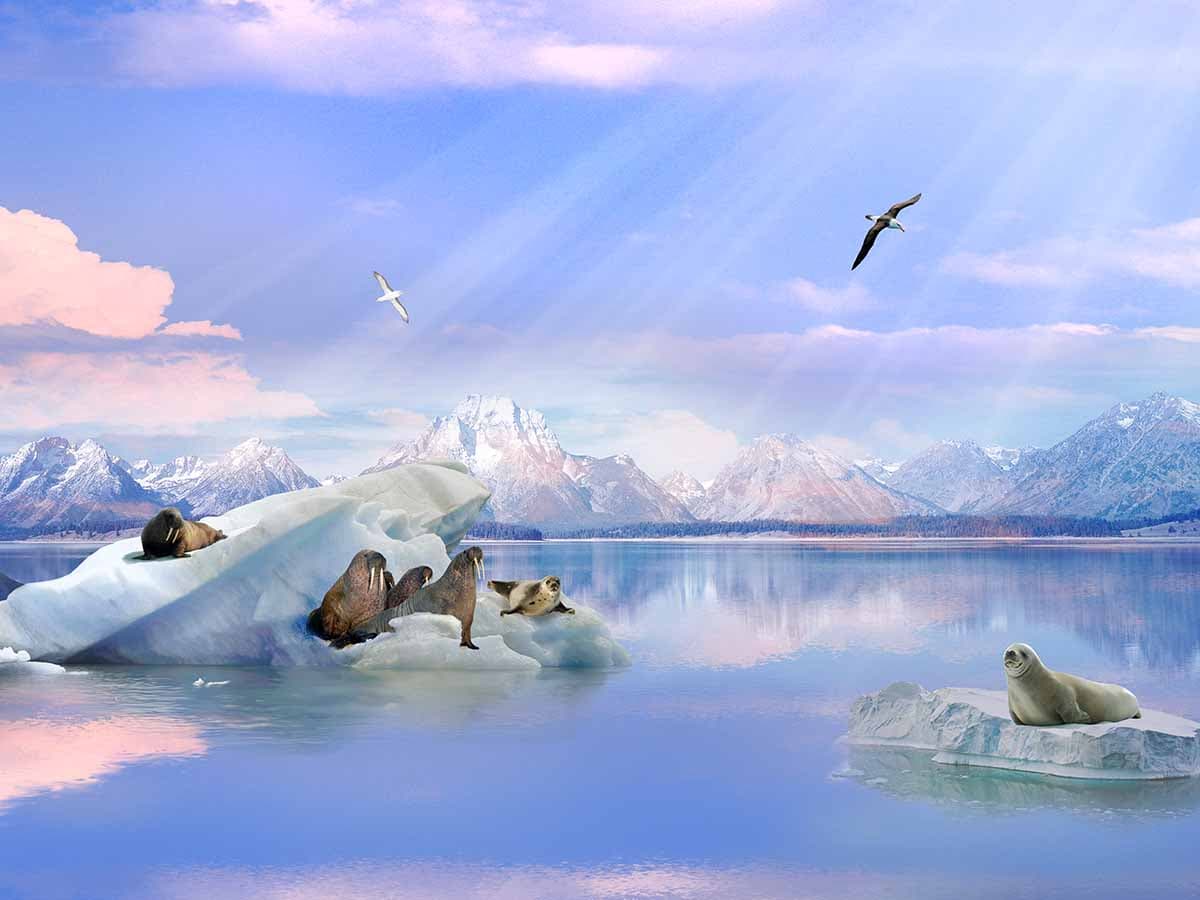 ANTARKTİKA - POLAR DIŞ KABİN (RR), görsel 3