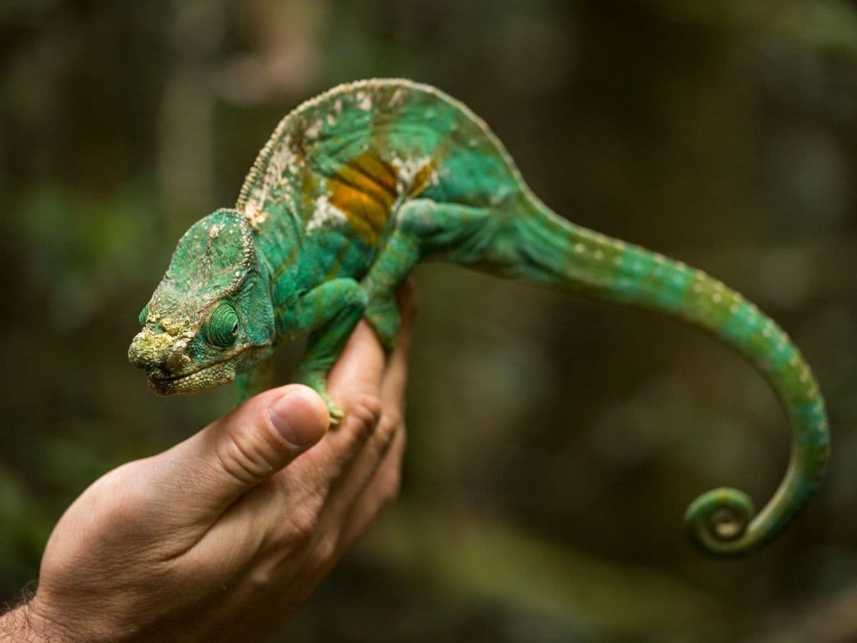MADAGASKAR, görsel 10